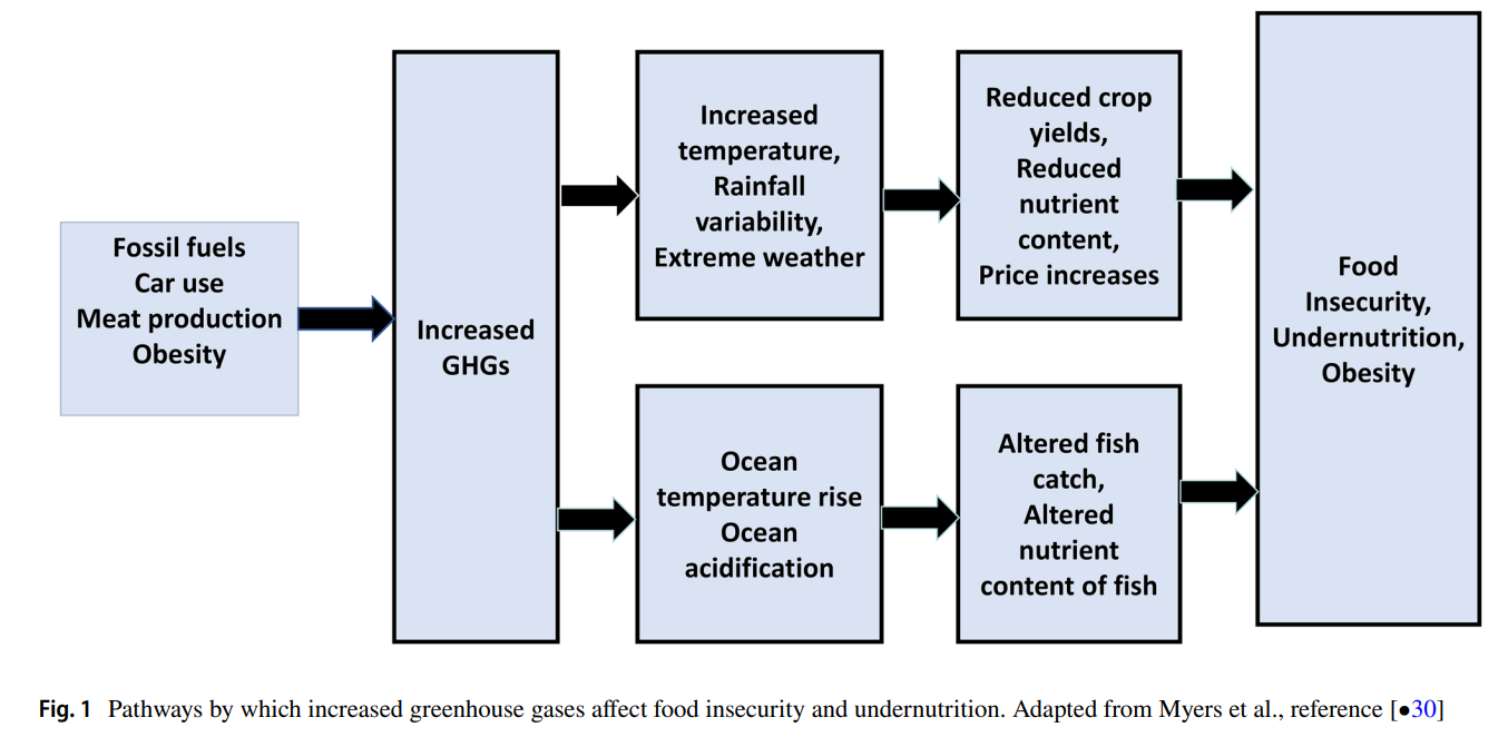 Pathways by which increased greenhouse gases afect food insecurity and undernutrition