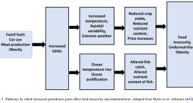 Pathways by which increased greenhouse gases afect food insecurity and undernutrition